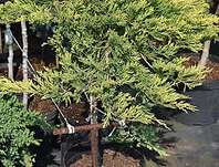 jalovec - Juniperus horizontalis 'Golden Carpet' KM