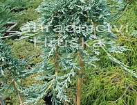 jalovec - Juniperus horizontalis 'Icee Blue' KM