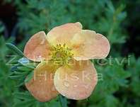 mochna - Potentilla fruticosa 'Hopley Orange'