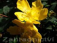 třezalka - Hypericum 'Hidcote'