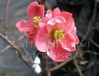 kdoulovec - Chaenomeles superba 'Pink Lady'