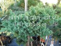 jalovec - Juniperus procumbens 'Nana'