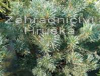 Borovice - Pinus sylvestris 'Watererii'