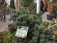 borovice - Pinus parviflora 'Negishi'