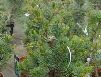 borovice - Pinus parviflora 'Negishi'