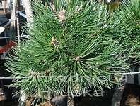 borovice - Pinus uncinata 'Halže'