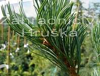 Borovice - Pinus parviflora 'Glauca'