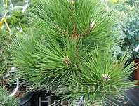 borovice - Pinus nigra 'Hornibroockiana'