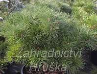 borovice - Pinus nigra 'Bambino'