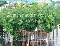 ambro zpadn Gum Ball - Liquidambar styraciflua Gum Ball