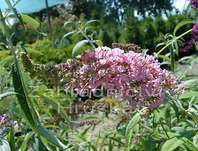 komule - Buddleja davidii 'Pink Delight'