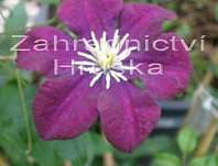 plamének - Clematis 'Hot Love'