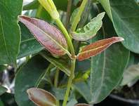 zimolez Henryv Copper Beauty - Lonicera henryi Copper Beauty
