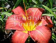 Hemerocallis Chicago Apache