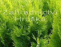 zerav - Thuja orr. 'Pyramidalis Aurea'