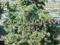 smrk - Picea abies 'Maxwelii'