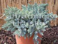 jalovec - Juniperus squamata 'Blue Star'