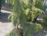 smrk - Picea breweriana