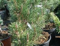 Borovice - Pinus nigra 'Komet'.