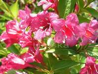 vajgelie - Weigela růžová