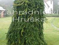 smrk - Picea abies 'Inversa'