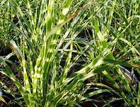 ozdobnice - Miscanthus sinensis 'Gold Bar'