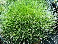 kostřava - Festuca scoparia (gautieri) Pic Carlit