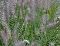 dochan vchodn - Pennisetum orientale
