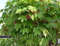 javor - Acer platanoides 'Globosum'