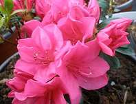 Azalea japonica 'Canzonetta'