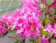 Azalea japonica 'Konigstein'