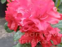 Rhododendron 'Scarlet Wonder'