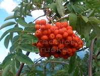 jeřáb - Sorbus aucuparia 'Pendula'