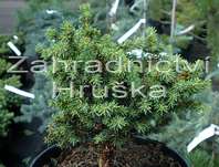 smrk - Picea abies 'Little Gem'