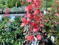 Heuchera Hollywood