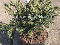 smrk - Picea abies 'Nidiformis'