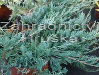 jalovec - Juniperus horizontalis 'Glacier'