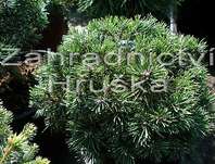 Borovice - Pinus mugo 'Greene Welle'