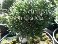 Borovice - Pinus mugo 'Suzi'