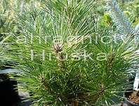 Borovice - Pinus resinosa 'Nana'