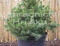 smrk - Picea abies 'Tompa'