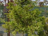 smrk - Picea abies 'WB Děčín'
