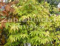 javor - Acer palmatum 'Osakazuki'