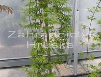 javor - Acer palmatum 'Ryu Sen'