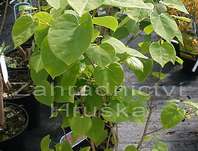 zmarlika - Cercis chinensis.