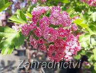 hloh - Crataegus laevigata 'Paul Scarlet'