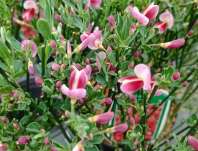 čilimník - Cytisus 'Norman Heny'