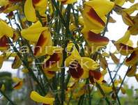 čilimník - Cytisus 'Firefly'.