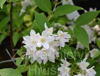 trojpuk - Deutzia x kalmiiflora