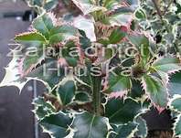 cesmína - Ilex aquifolium 'Silver Queen'
